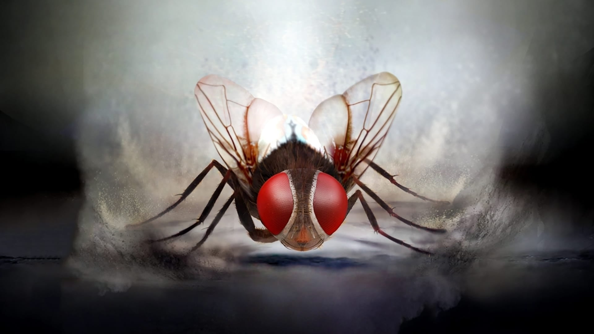 Movie poster for Eega